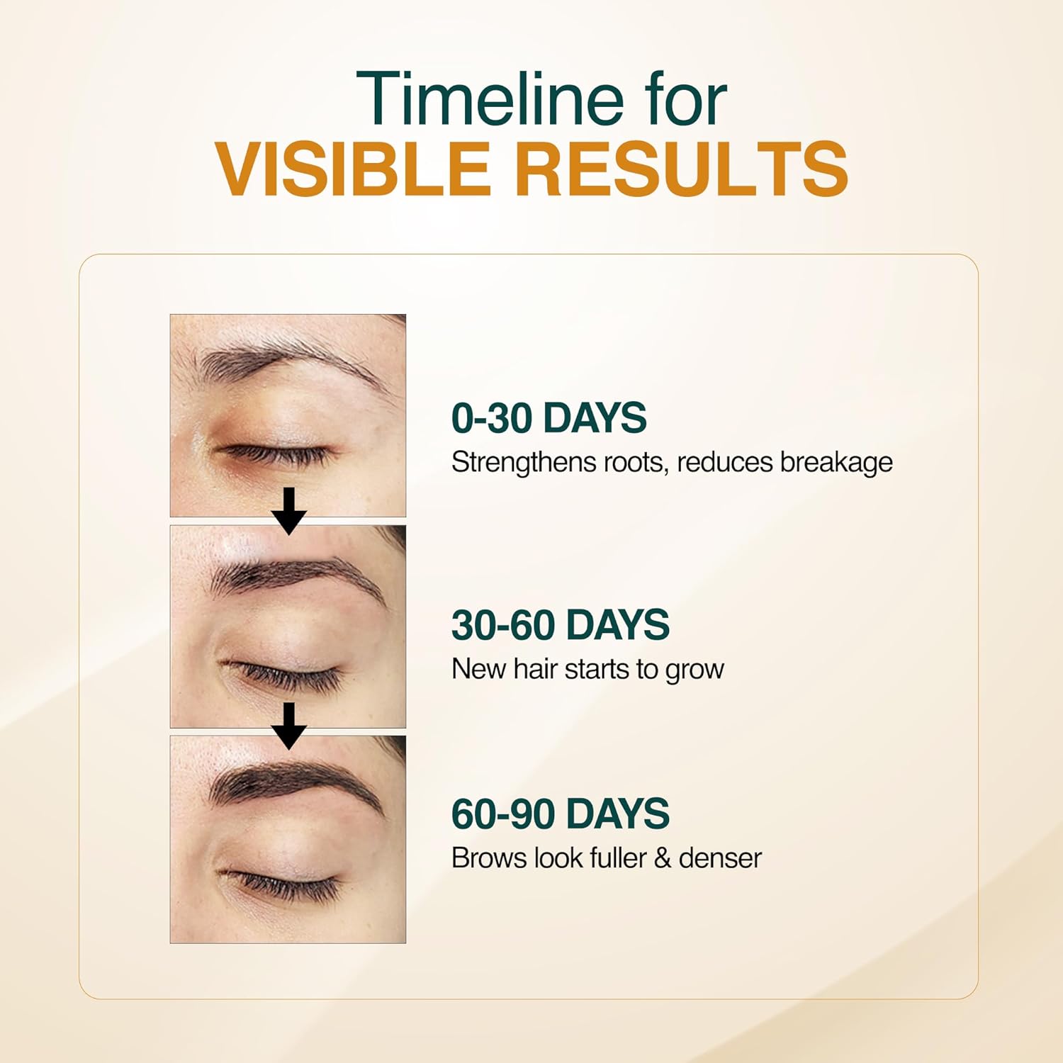 Timeline for visible results of a hair care product on eyebrows with text indicating timeframes and effects.